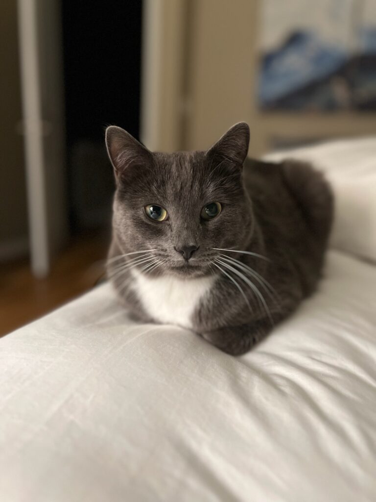 A gray and white cat resting on a white bed.