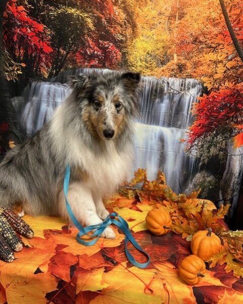 A fluffy dog with a blue leash sits among autumn leaves by a waterfall backdrop.