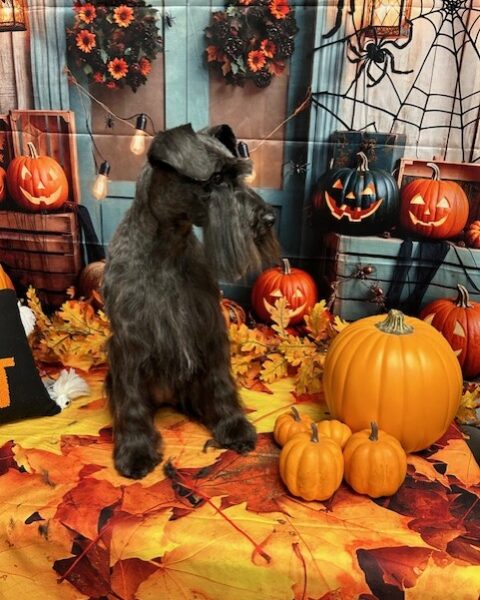 A furry dog sitting among pumpkins and autumn leaves for Halloween.