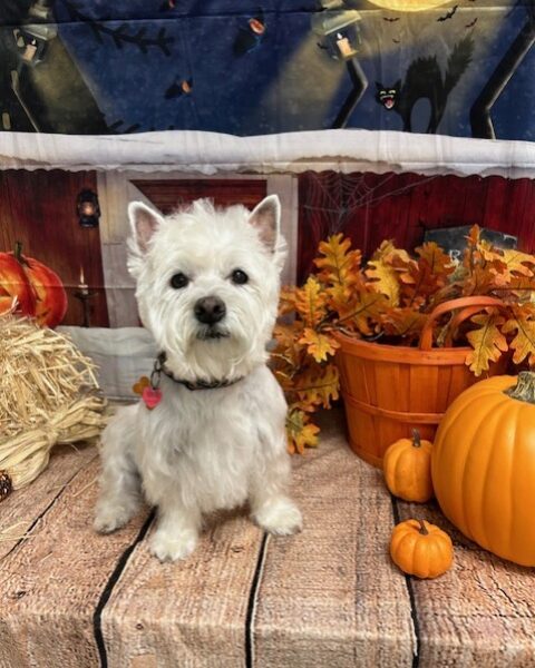 Small white dog sitting among pumpkins and autumn decor.