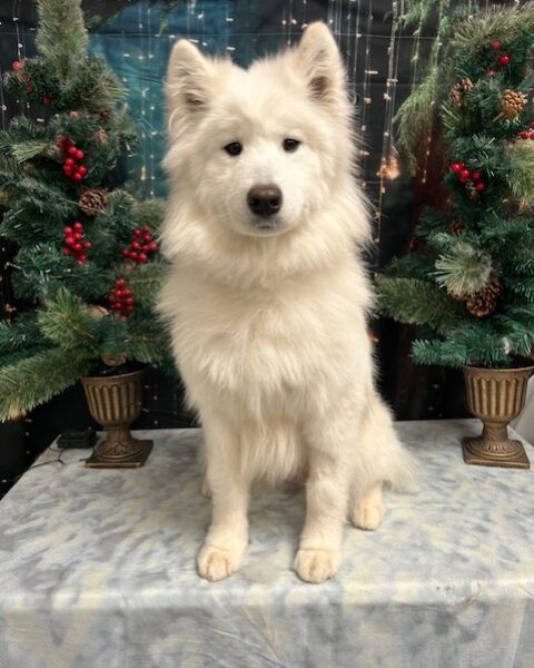 Fluffy white dog sitting between decorated Christmas trees.