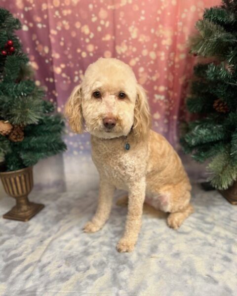 A fluffy cream-colored dog sitting between two decorated Christmas trees.