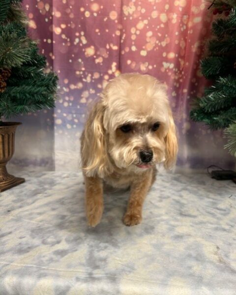 Small dog walking on a stone path with magical glowing lights around.