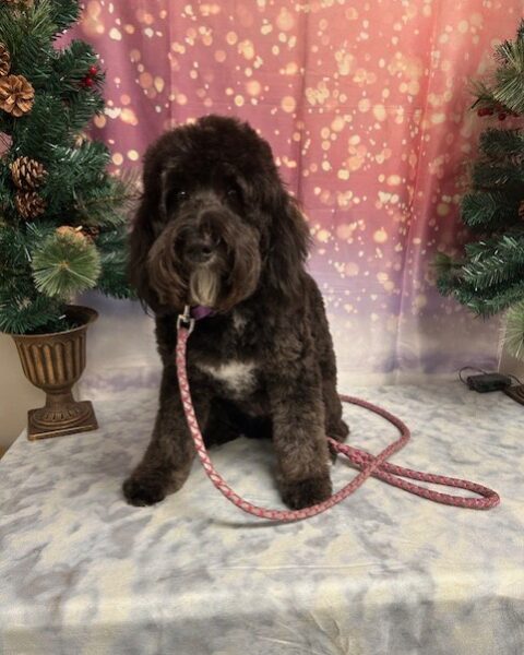A black dog sitting with a pink leash in front of a festive background.