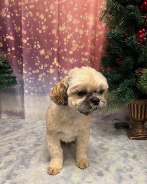 Small dog posing in a festive holiday setting with Christmas trees.