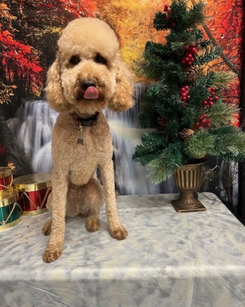 A small curly-haired dog sits by a decorated Christmas tree with festive gifts.